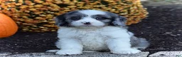 Cavapoo dogs for sale: Duke - Ad 1