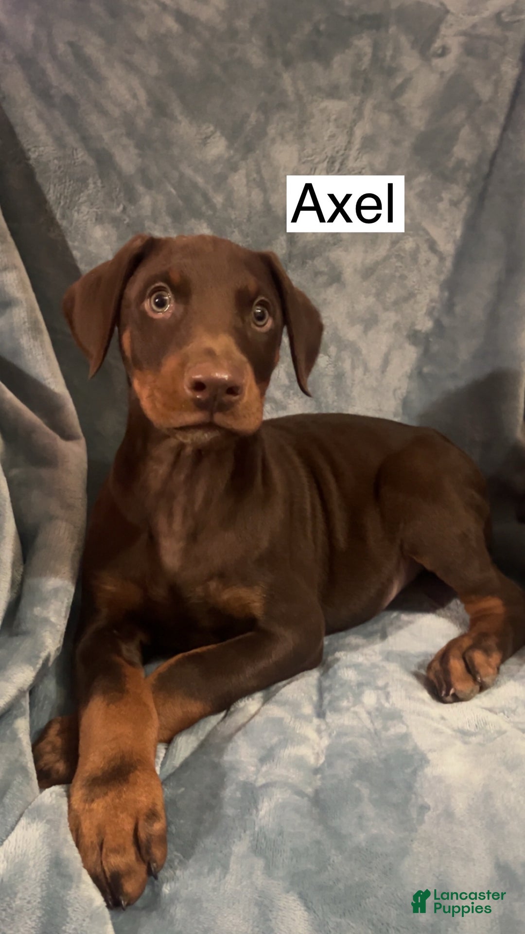 Doberman Pinscher dogs for sale: Axel - Ad 3