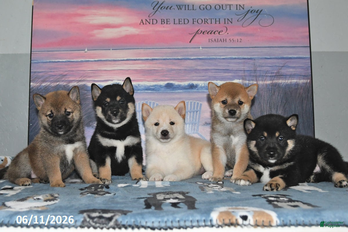Shiba Inu dogs Charlotte - Ad 2