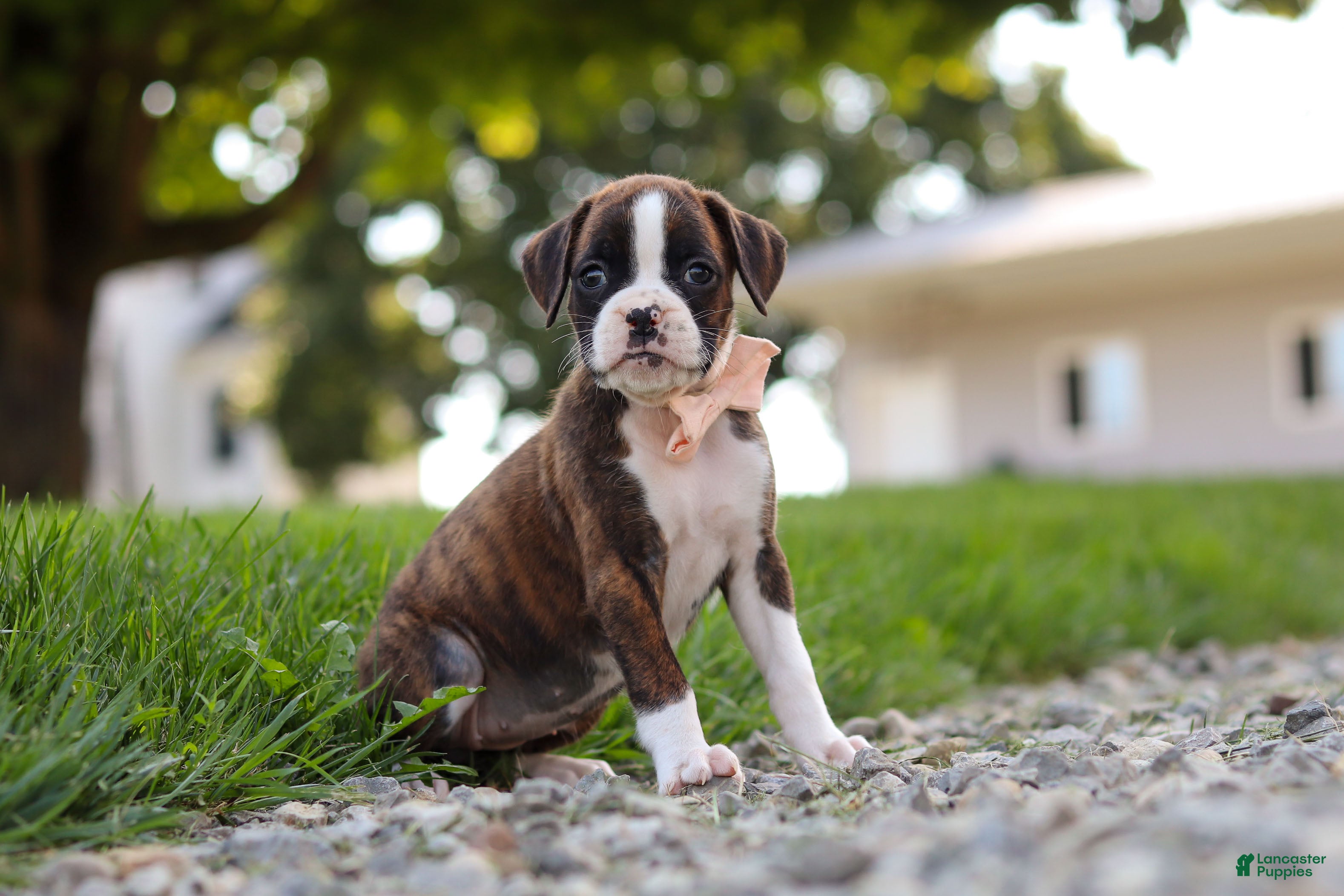 Boxer dogs Lillian - Ad 1