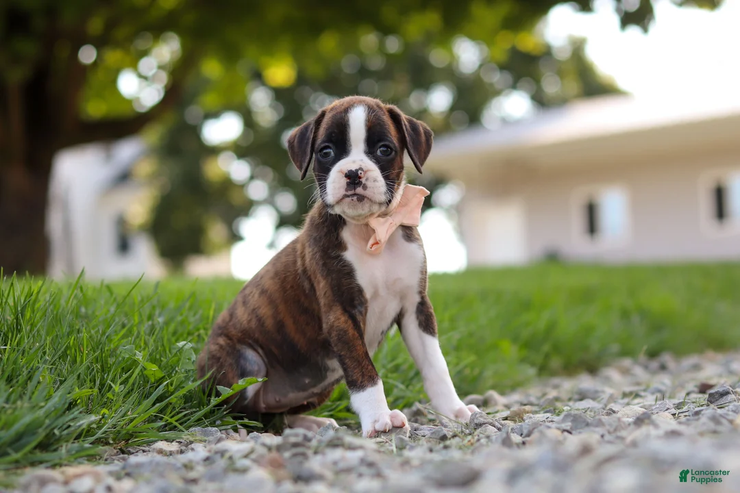 Boxer dogs for sale: Lillian - Ad 1
