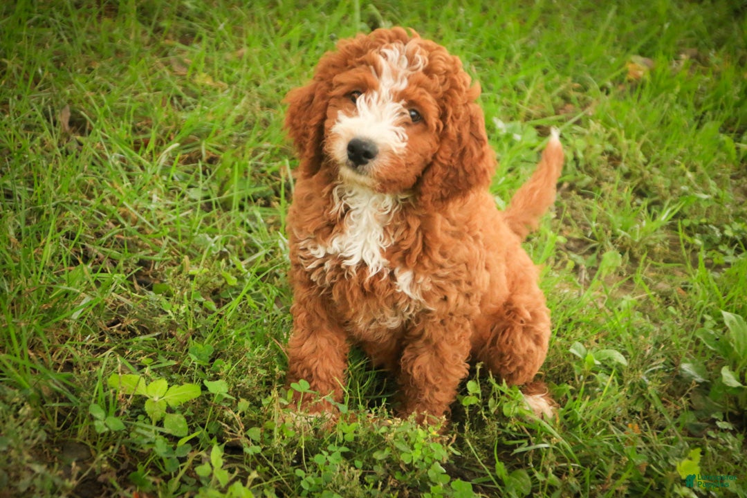 Cavapoo