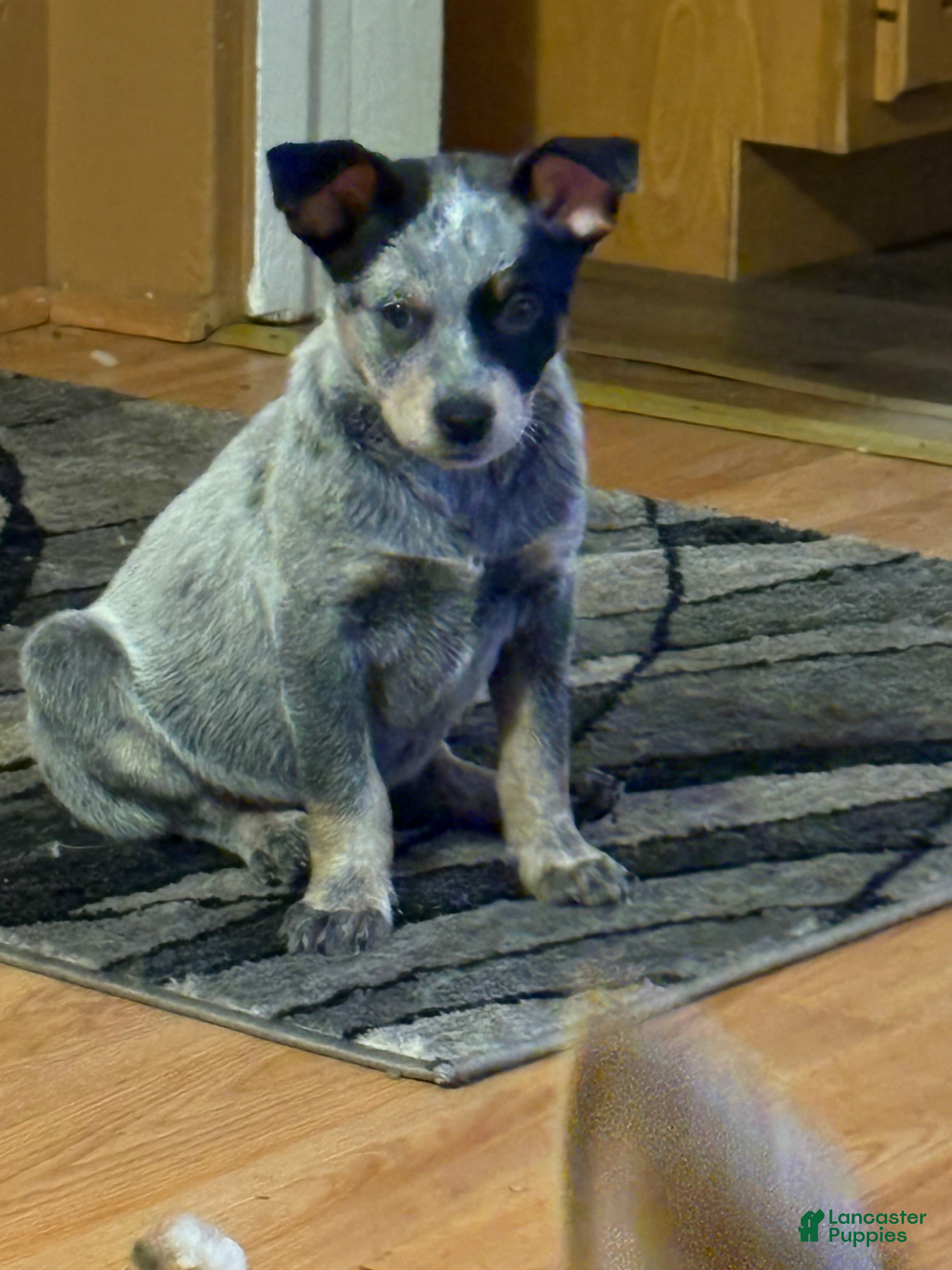 Australian Cattle Dog dogs Australian Cattle Dog Puppy 2 - Ad 38