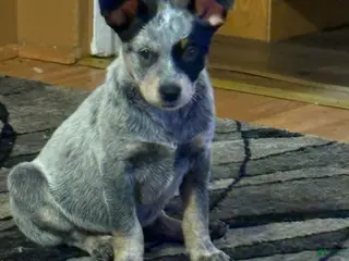 Australian Cattle Dog dogs Australian Cattle Dog Puppy 2 - Ad 33