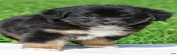 Miniature Australian Shepherd dogs for sale: Ian - Ad 9