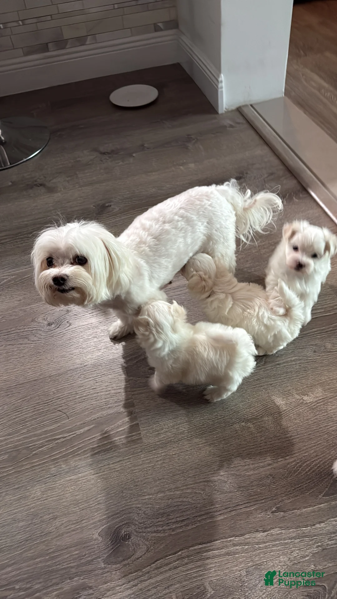 Maltese dogs for sale: Maltese 3 - Ad 2