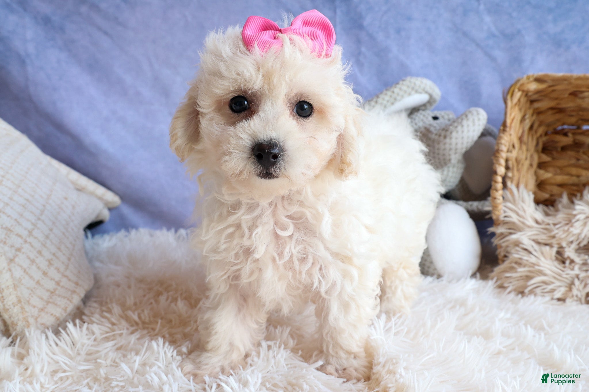 Bichpoo dogs NANCY - Ad 2
