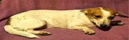 Chihuahua dogs for sale: Princess "T-Cup" - Ad 10
