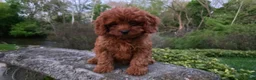 Cavapoo dogs for sale: Hope - Ad 16