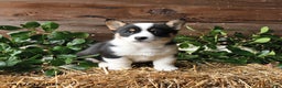 Welsh Corgi Pembroke dogs for sale: Shadow - Ad 2