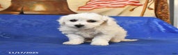 Bichon Frise dogs for sale: Benji - Ad 3