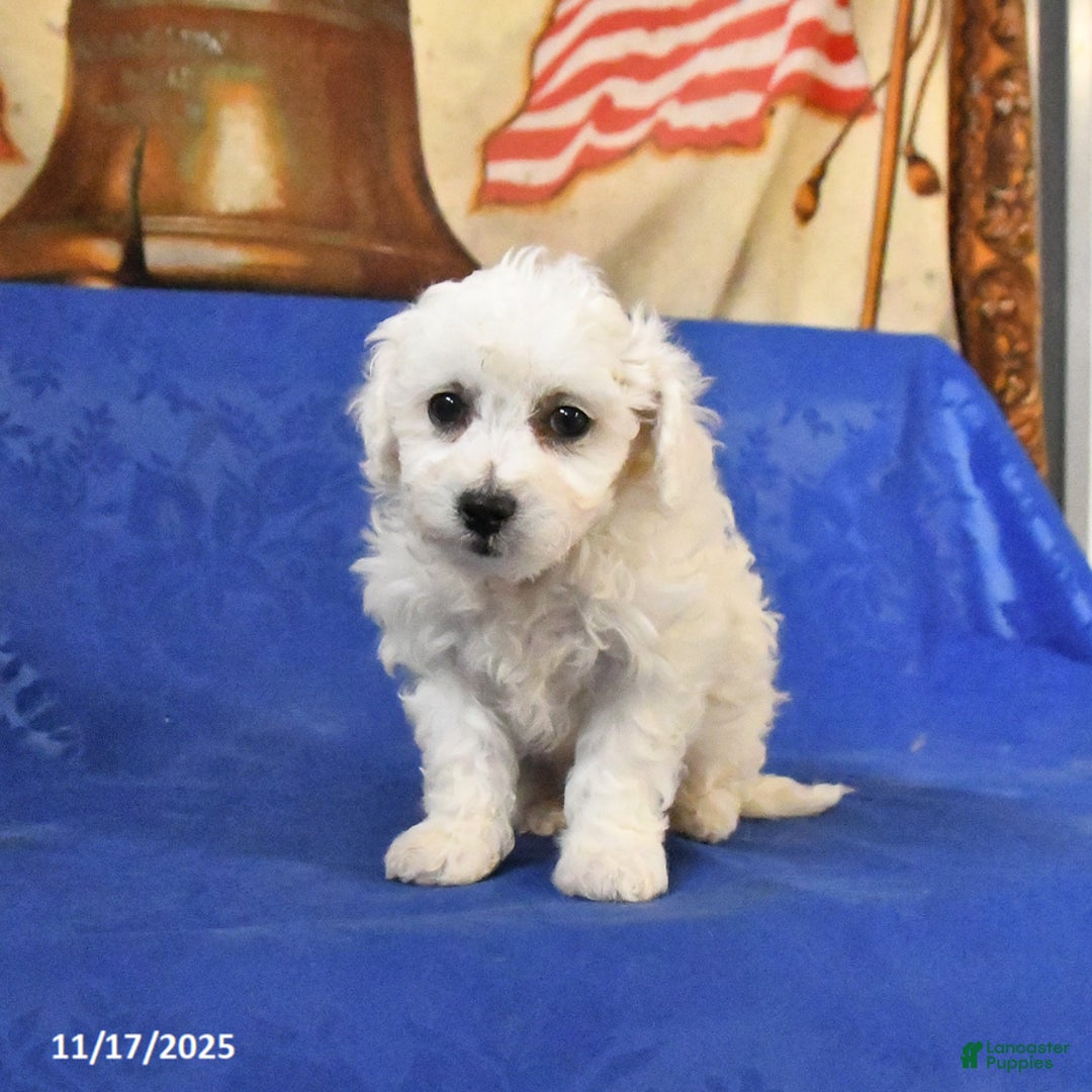 Bichon Frise dogs for sale: Benji - Ad 3