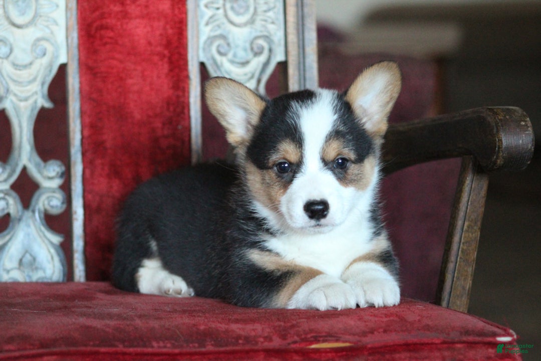 Gallery Image {{count}}