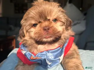 Shih Tzu dogs Shih Tzu BOY 1 - Ad 39