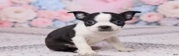 Boston Terrier dogs for sale: Joe - Ad 3