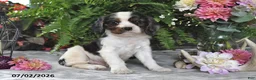 Cavalier King Charles Spaniel dogs for sale: Jordan - Ad 5