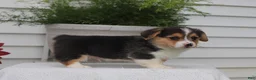 Welsh Corgi Pembroke dogs for sale: Todd - Ad 3