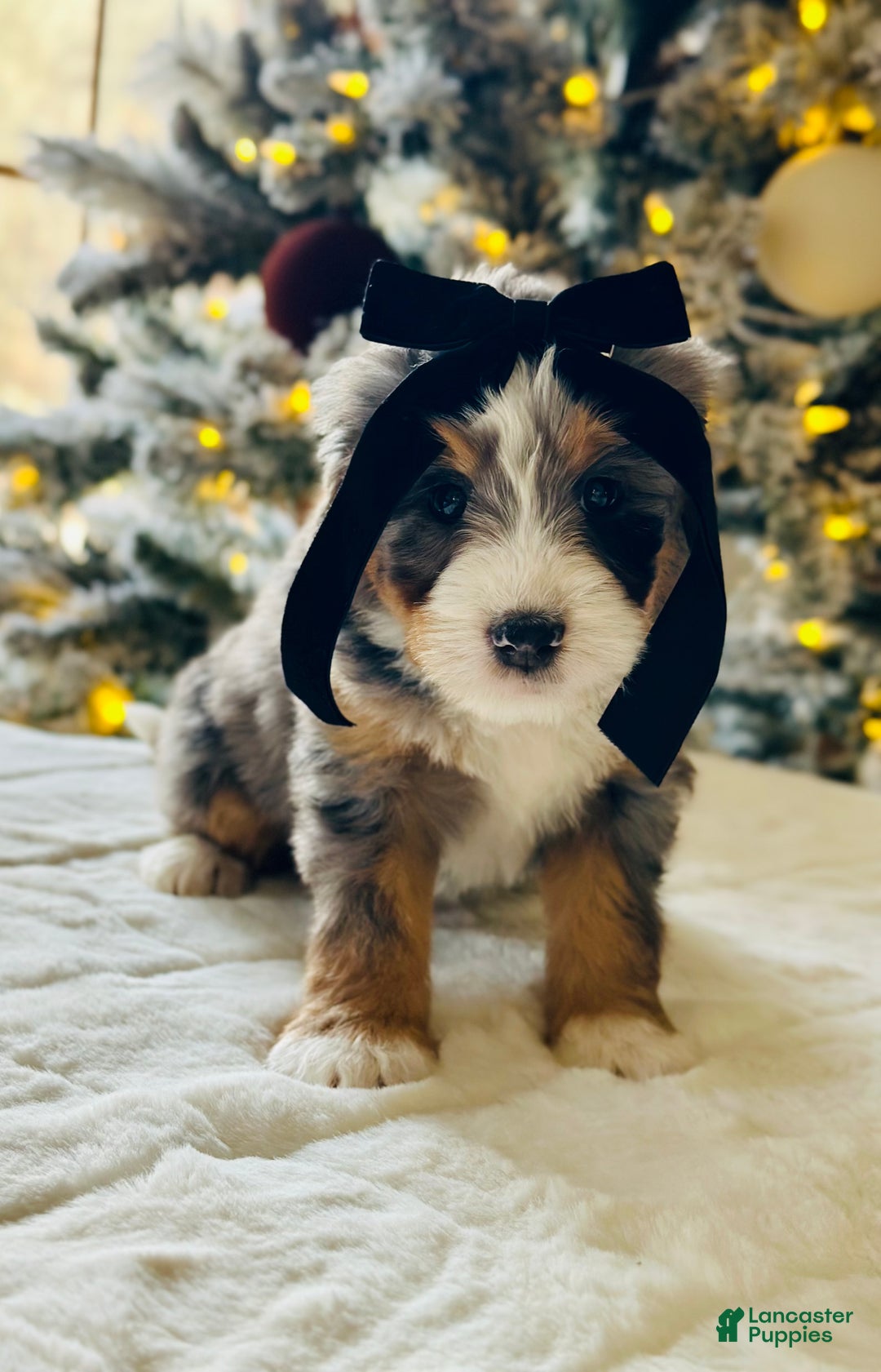Bernedoodle dogs for sale: Cotton  - Ad 7