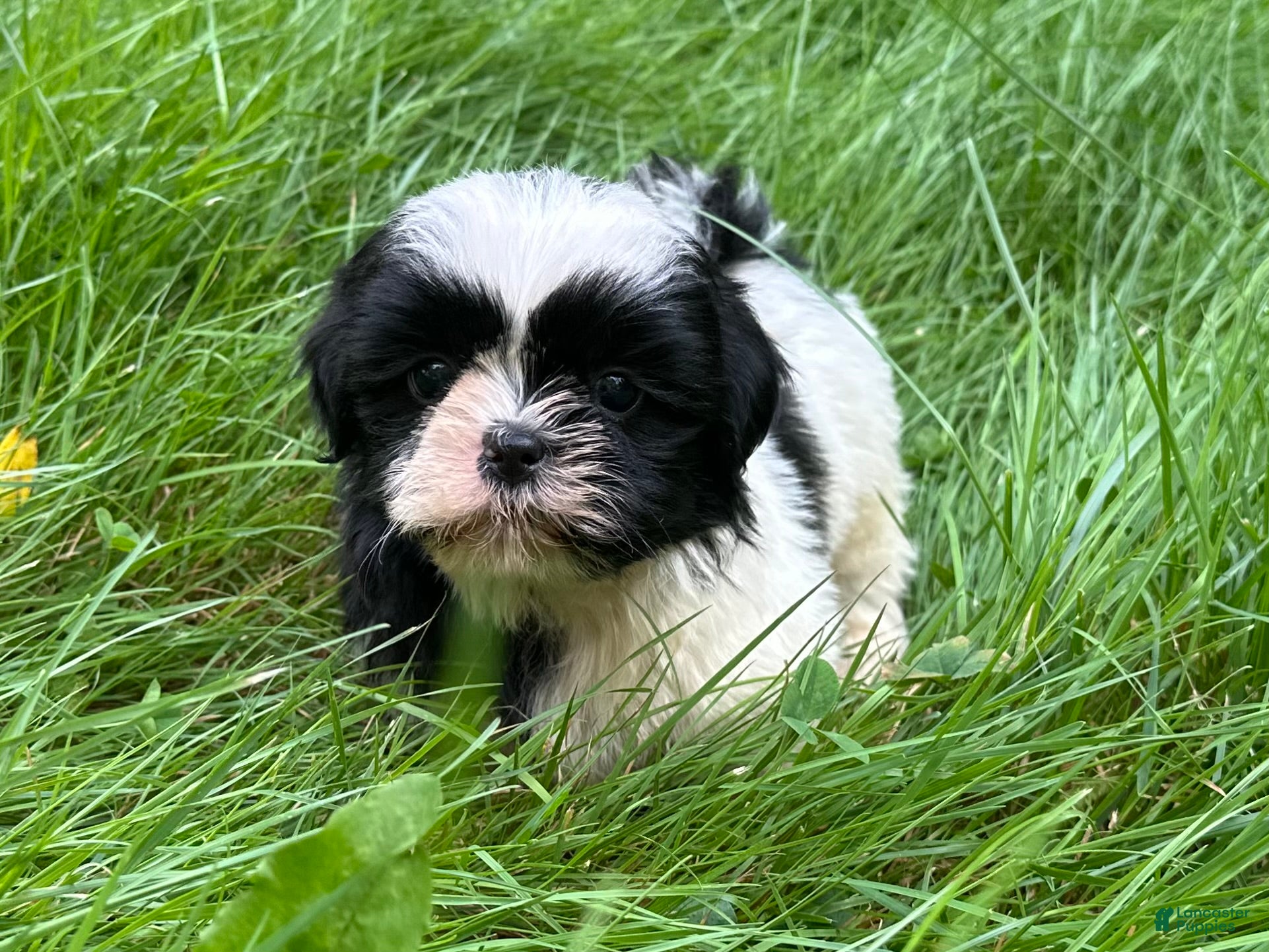 Shih Tzu dogs Shih Tzu 1 - Ad 1