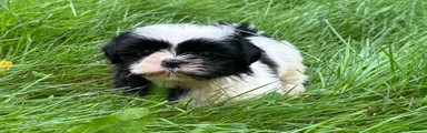 Shih Tzu 1