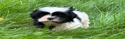 Shih Tzu dogs for sale: Shih Tzu 1 - Ad 1