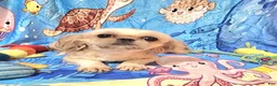 Shih Tzu dogs for sale: Shih Tzu 1 - Ad 4