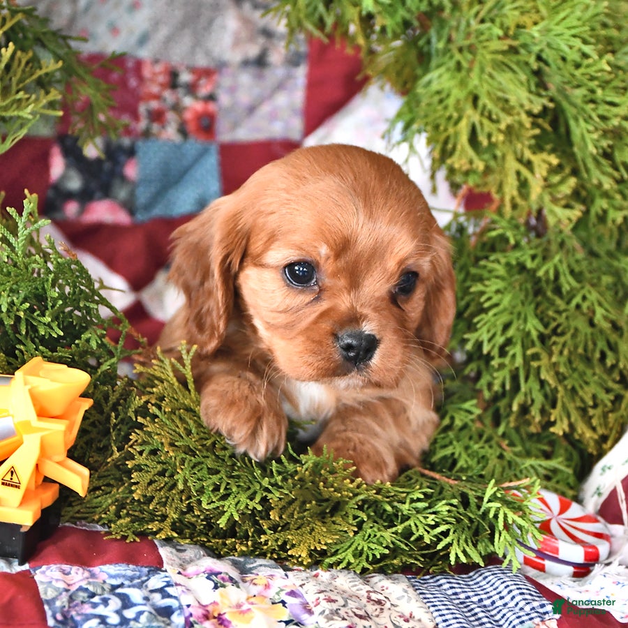 Cavalier King Charles Spaniel dogs Gingerbread - Ad 31