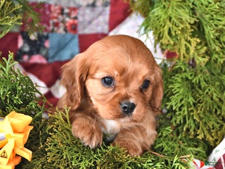 Cavalier King Charles Spaniel dogs for sale: Gingerbread - Ad 2