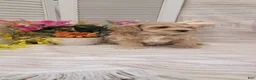Cockapoo dogs for sale: Sparky - Ad 7