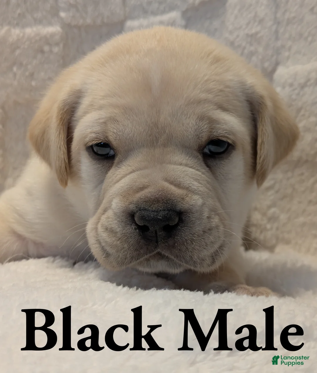Cane Corso dogs for sale: Black  - Ad 2