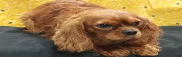 Cavapoo dogs for sale: Ernie - Ad 6
