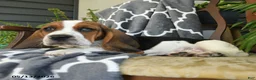 Basset Hound dogs for sale: Fedora - Ad 2