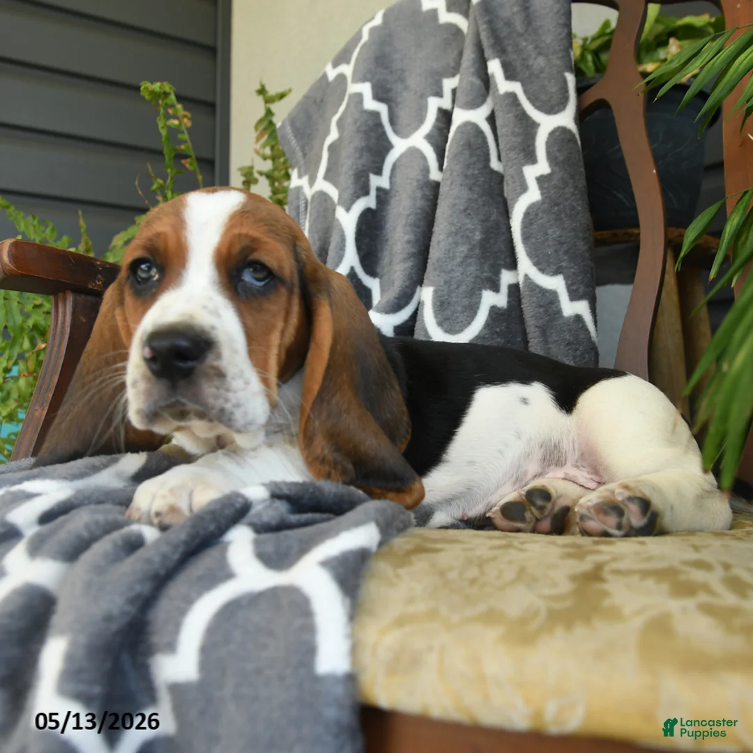 Basset Hound dogs for sale: Fedora - Ad 2