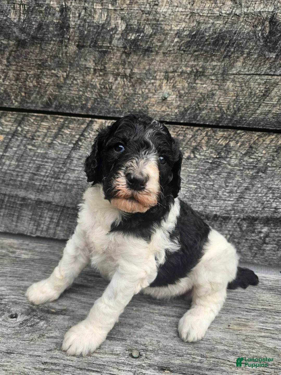 Standard Poodle dogs for sale:  Lacey - Ad 4