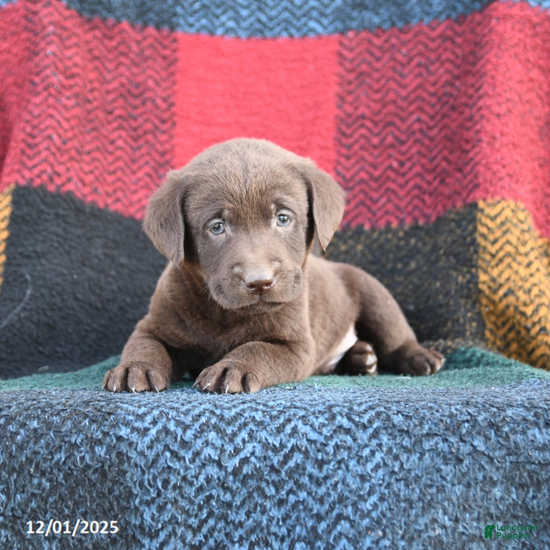 Labrador Retriever dogs for sale: Ranger - Ad 3