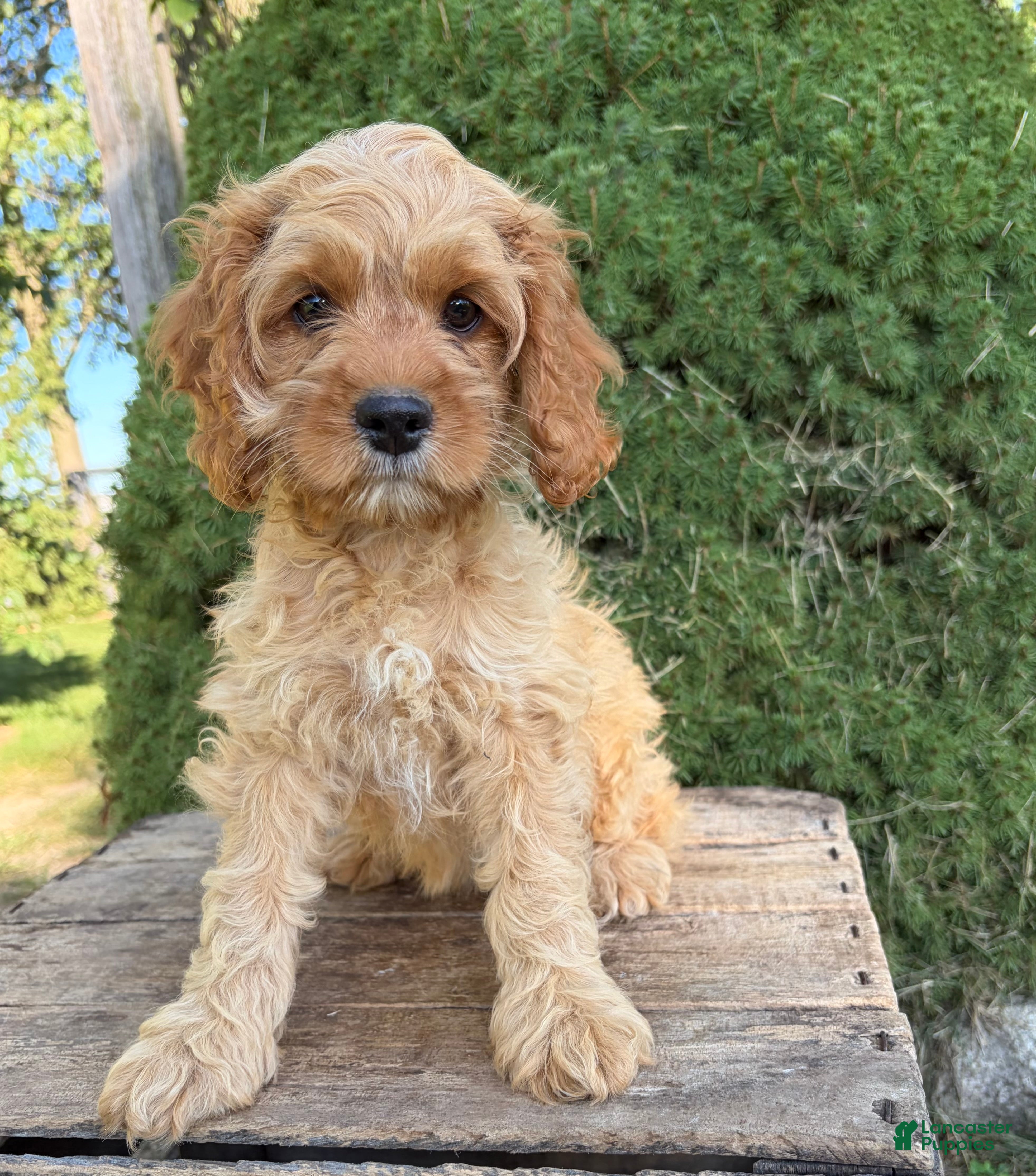 Cockapoo dogs Brielle - Ad 1