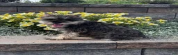Miniature Schnauzer dogs for sale: Katie - Ad 5