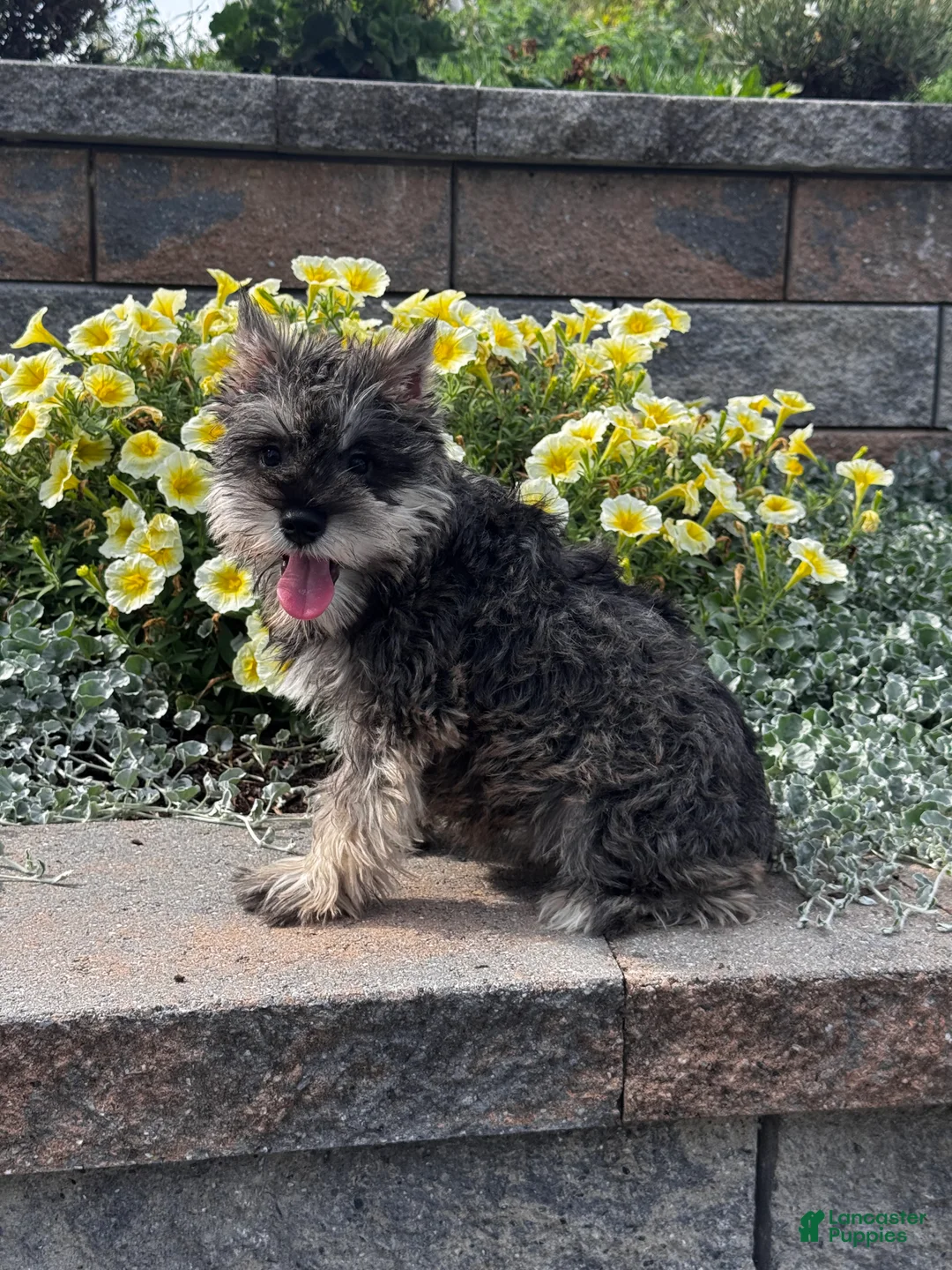 Miniature Schnauzer dogs for sale: Katie - Ad 5