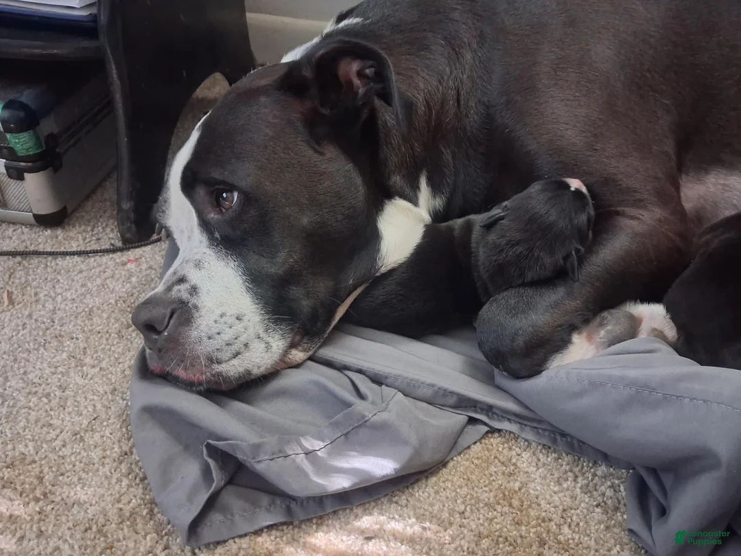 Cane Corso dogs for sale: Cane Corso 5 - Ad 11