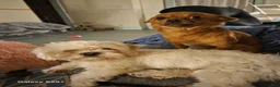 Mixed Breed dogs for sale: Marcus - Ad 3