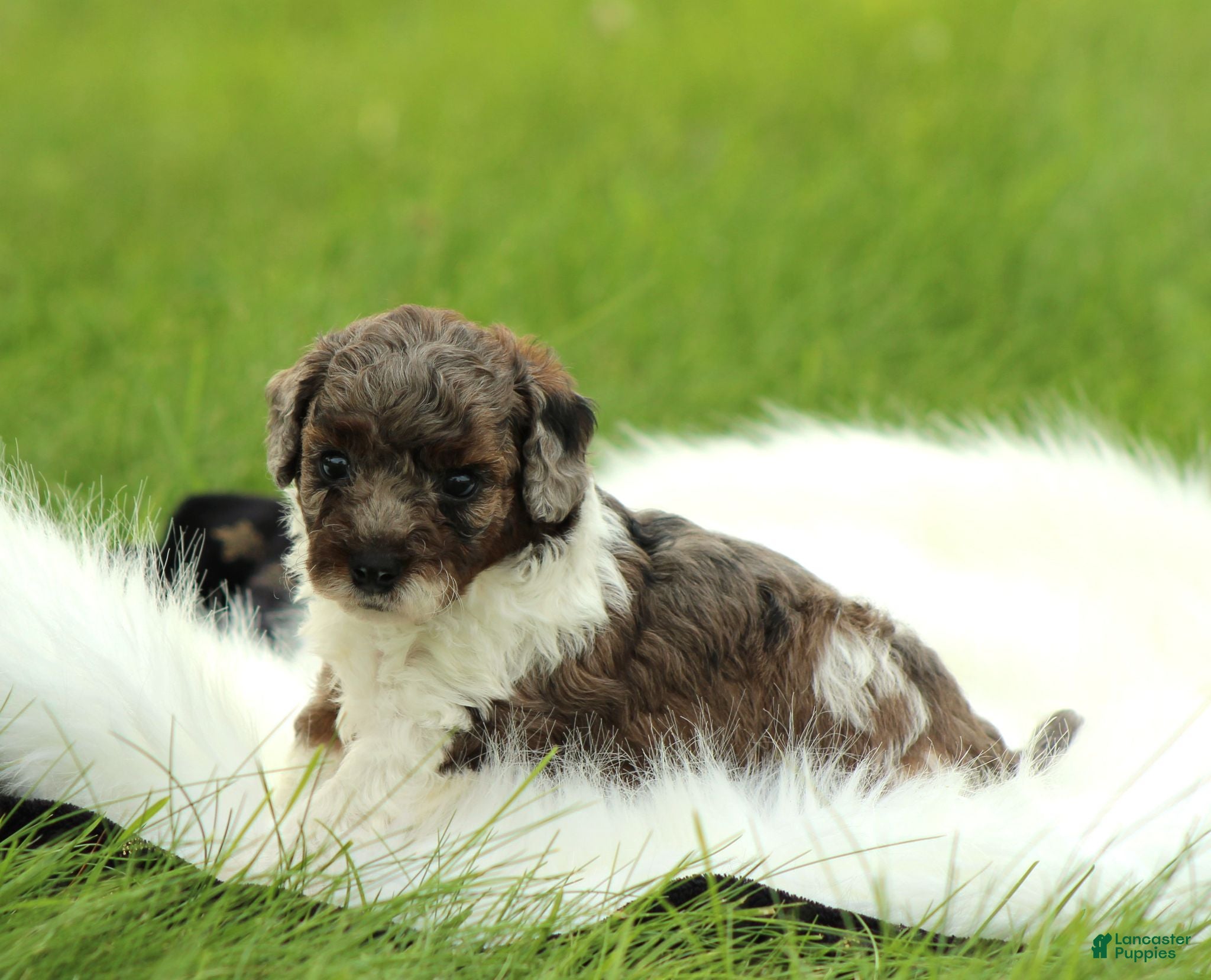Bichpoo dogs River - Ad 2