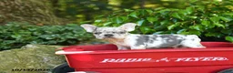 French Bulldog dogs for sale: Chip - Ad 2
