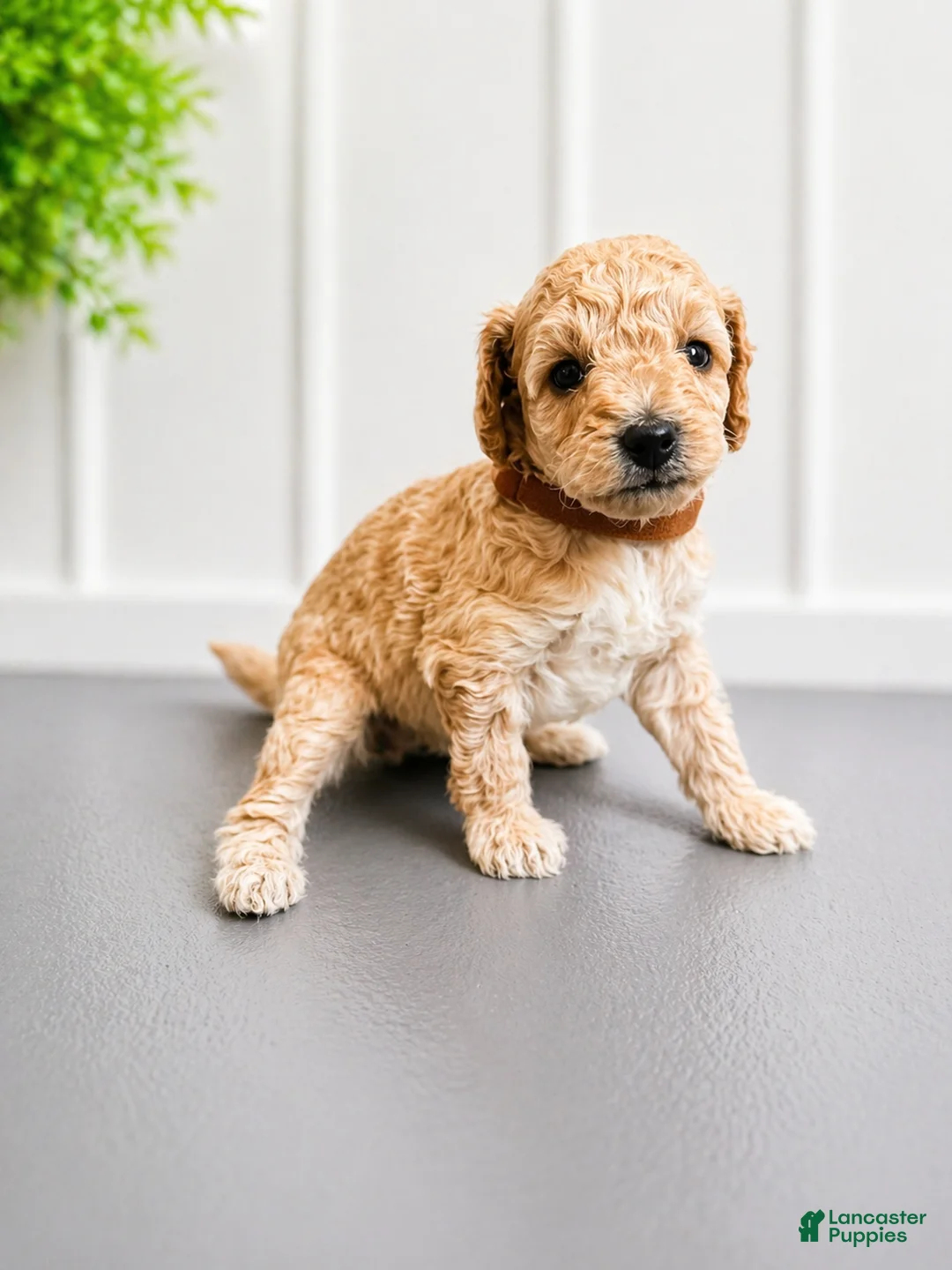 Mini Goldendoodle dogs for sale: Riley Green - Ad 1