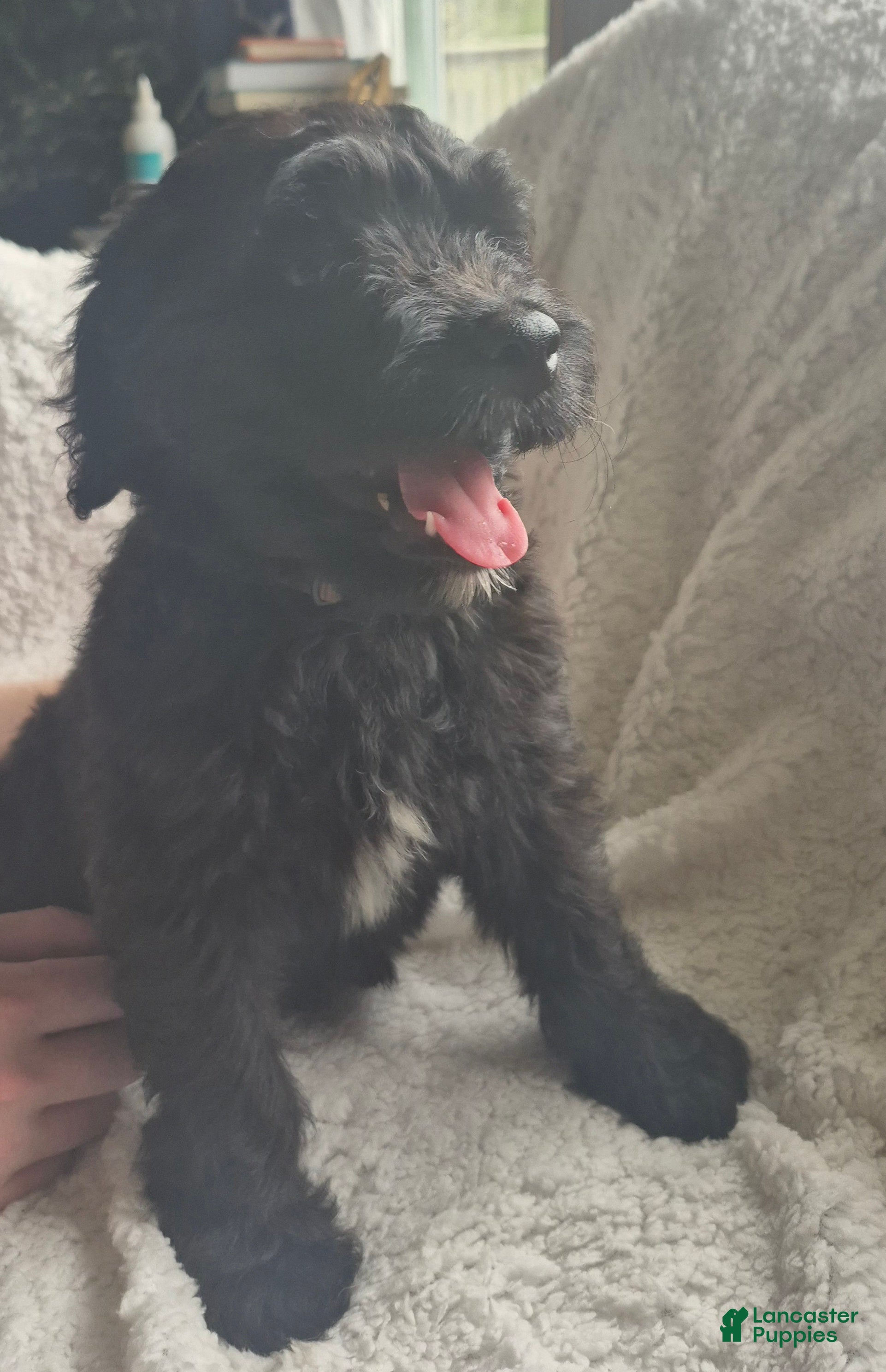 Goldendoodle dogs Jasper - Male Goldendoodle Puppy  - Ad 2