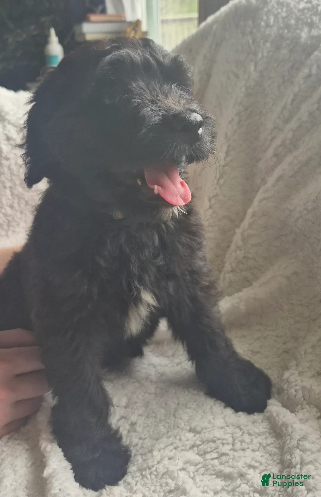 Goldendoodle dogs for sale: Jasper - Male Goldendoodle Puppy  - Ad 2