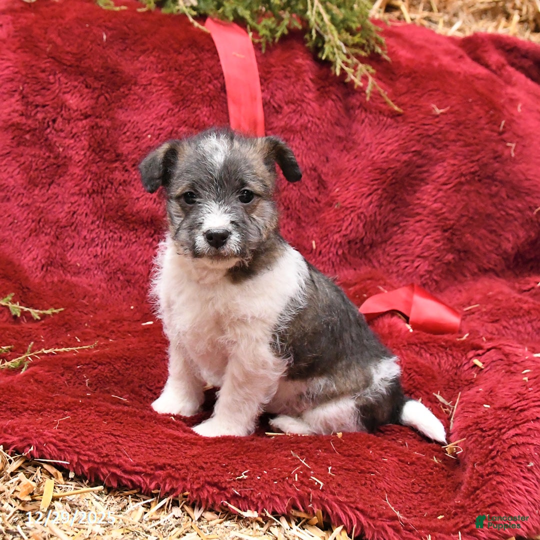 Mixed Breed dogs for sale: Patch  - Ad 5