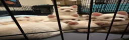 Pomsky dogs for sale: Pomsky Puppy 4 - Ad 6