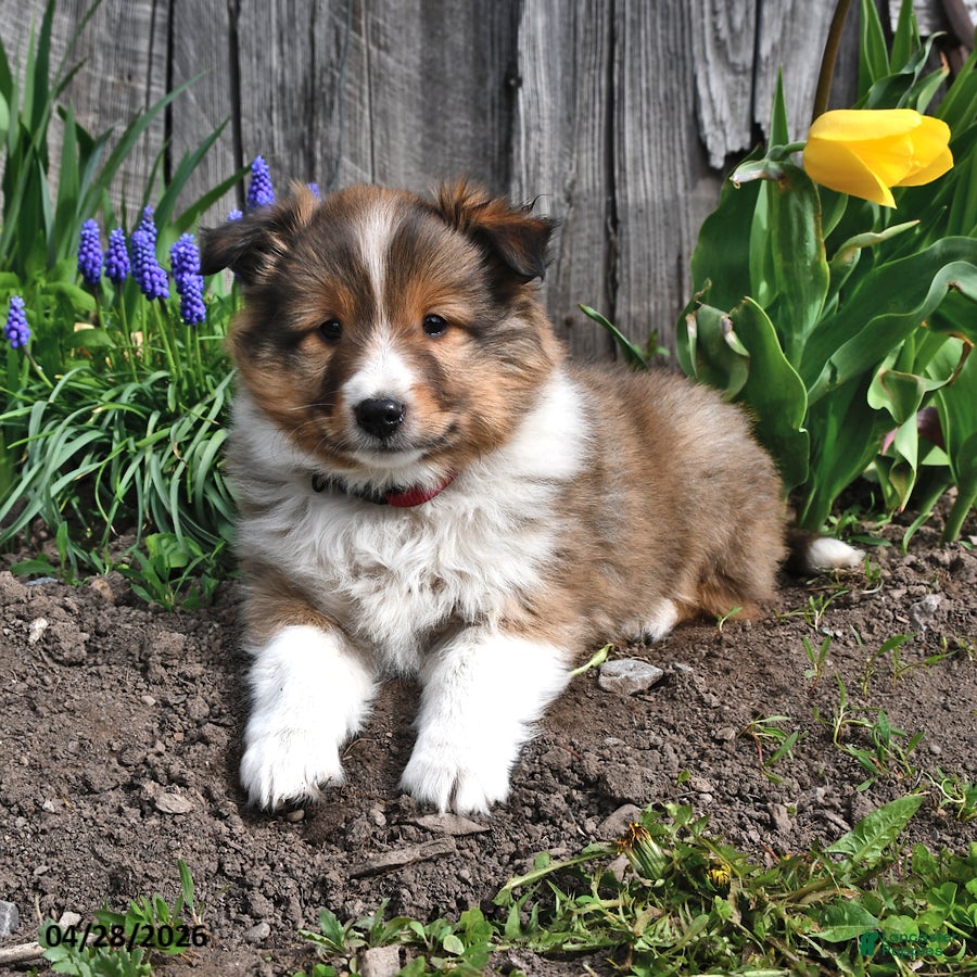 Shetland Sheepdog dogs Mitch - Ad 1