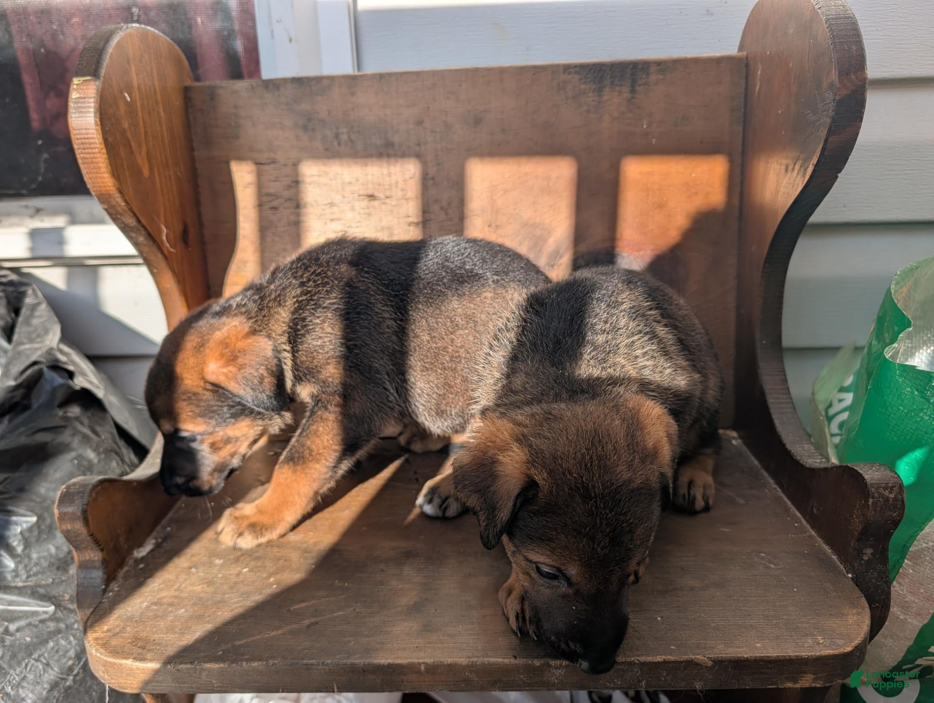 Mixed Breed dogs Mixed Breed 1 - Ad 30
