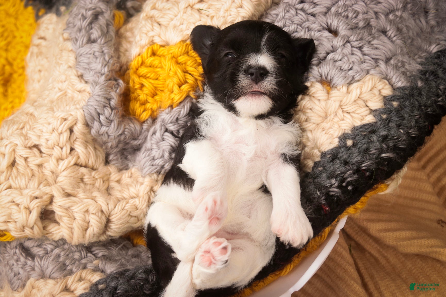 Havanese dogs Apollo Havanese  - Ad 2